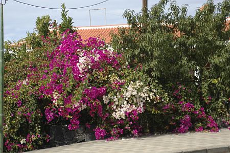 blumen winter la palma