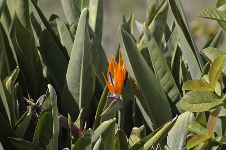 blumen winter la palma